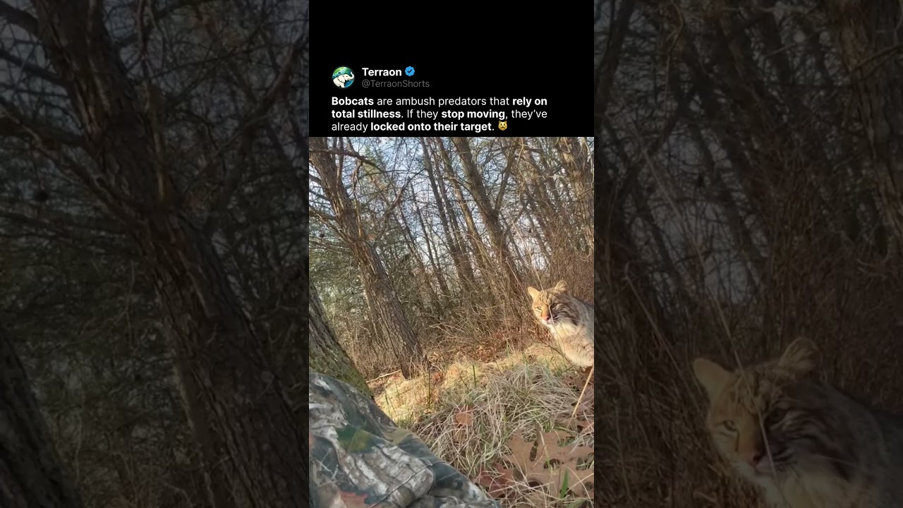 Pure predator instinct in one video