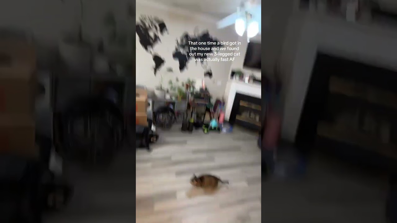 @theducoreas: 3 legs, no problems. Hunter mode: engaged 🤣 #cat  #catlover #kitty