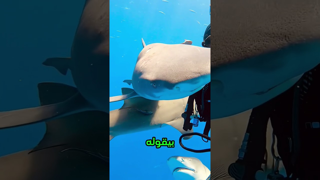 القرش رجع له بعد 4 سنين... ومعاه عيلته كلها! 😱