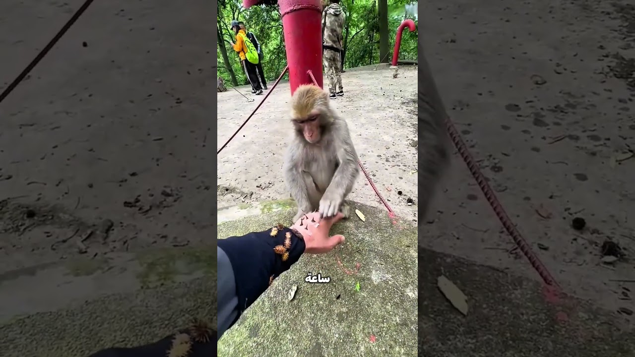 الكل رفض يساعدها… إلا واحد قلبه طيب! 😱🐒❤