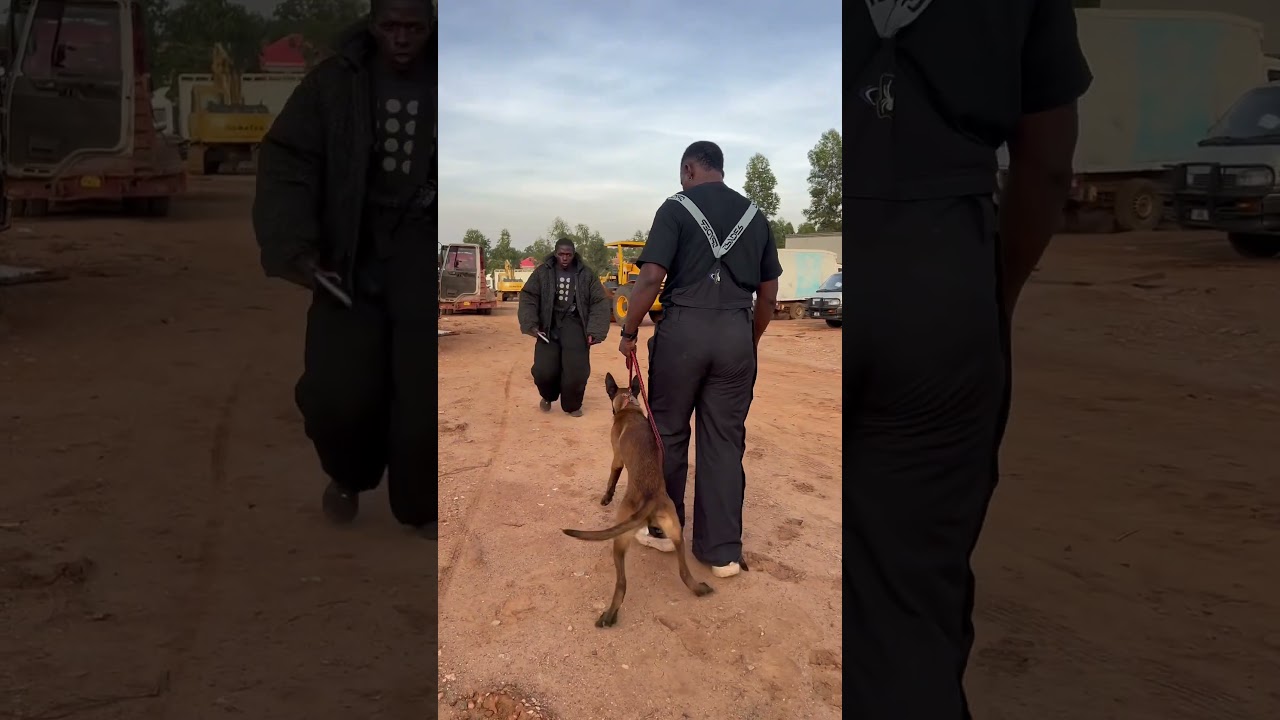 Which dog would you rather own