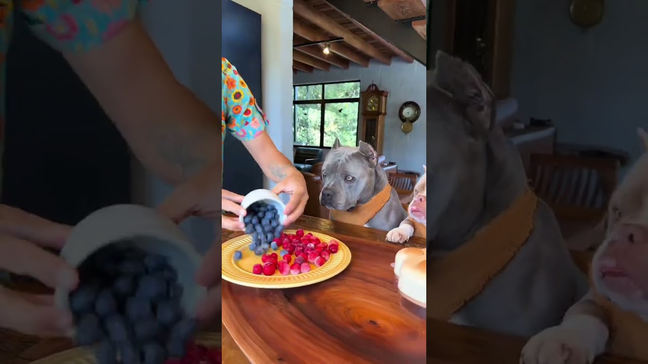 soy el postrero  perro más guapo? #viral #perros #perrofeliz #dúo