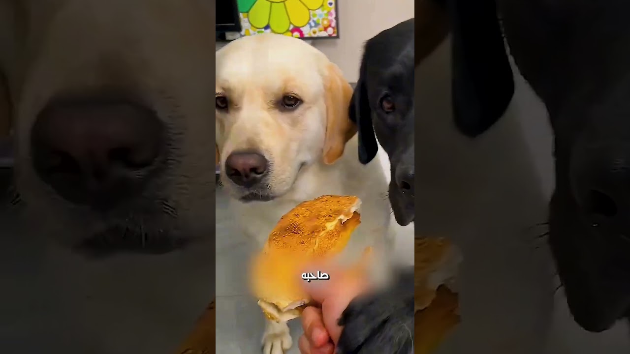 الكلب اذكى من صاحبه🐶