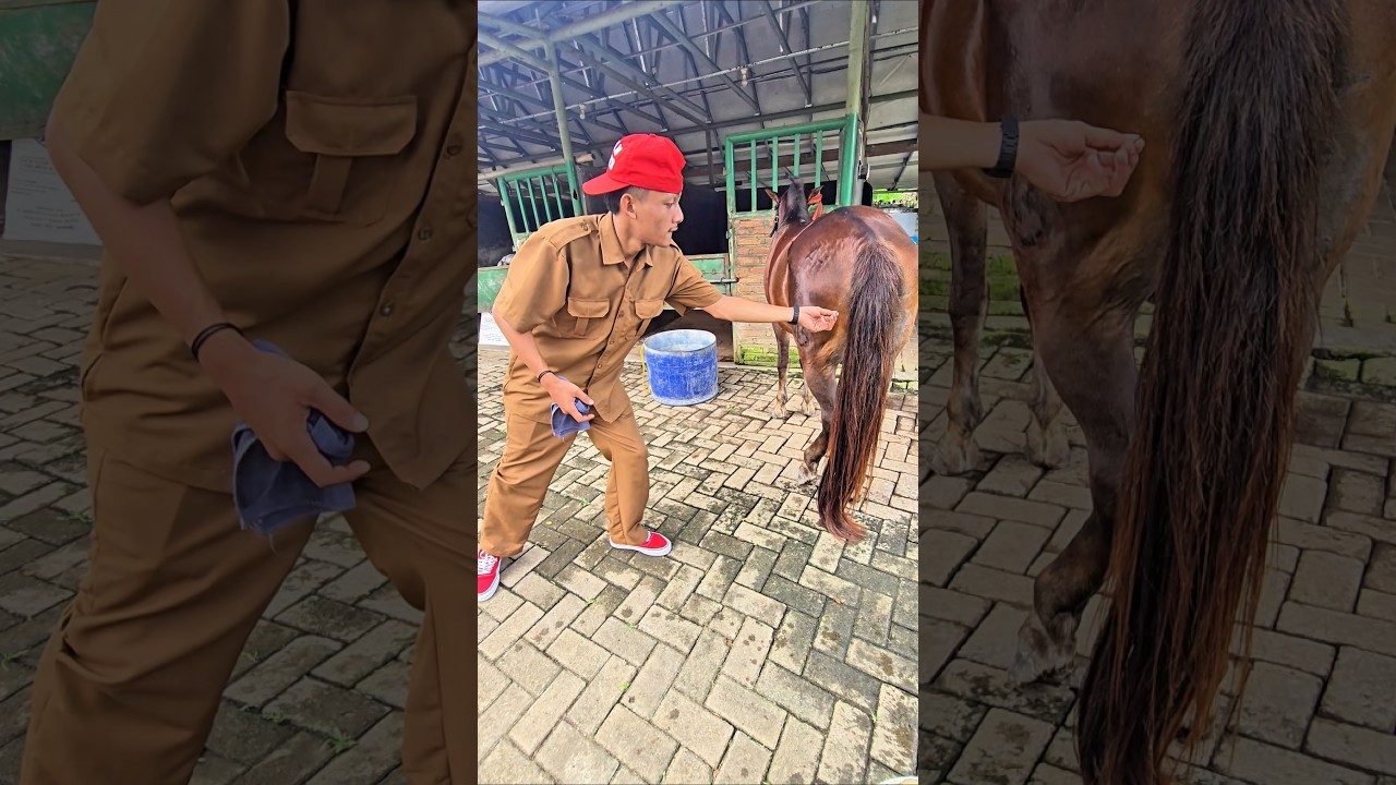 ngokngok pegang ekor kudaa😆😆😆😆