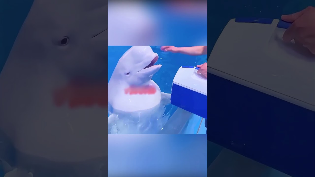 🐋💙 صداقة البيلوغا والصبي التي صمدت 10 سنوات! 🥹🌊✨
