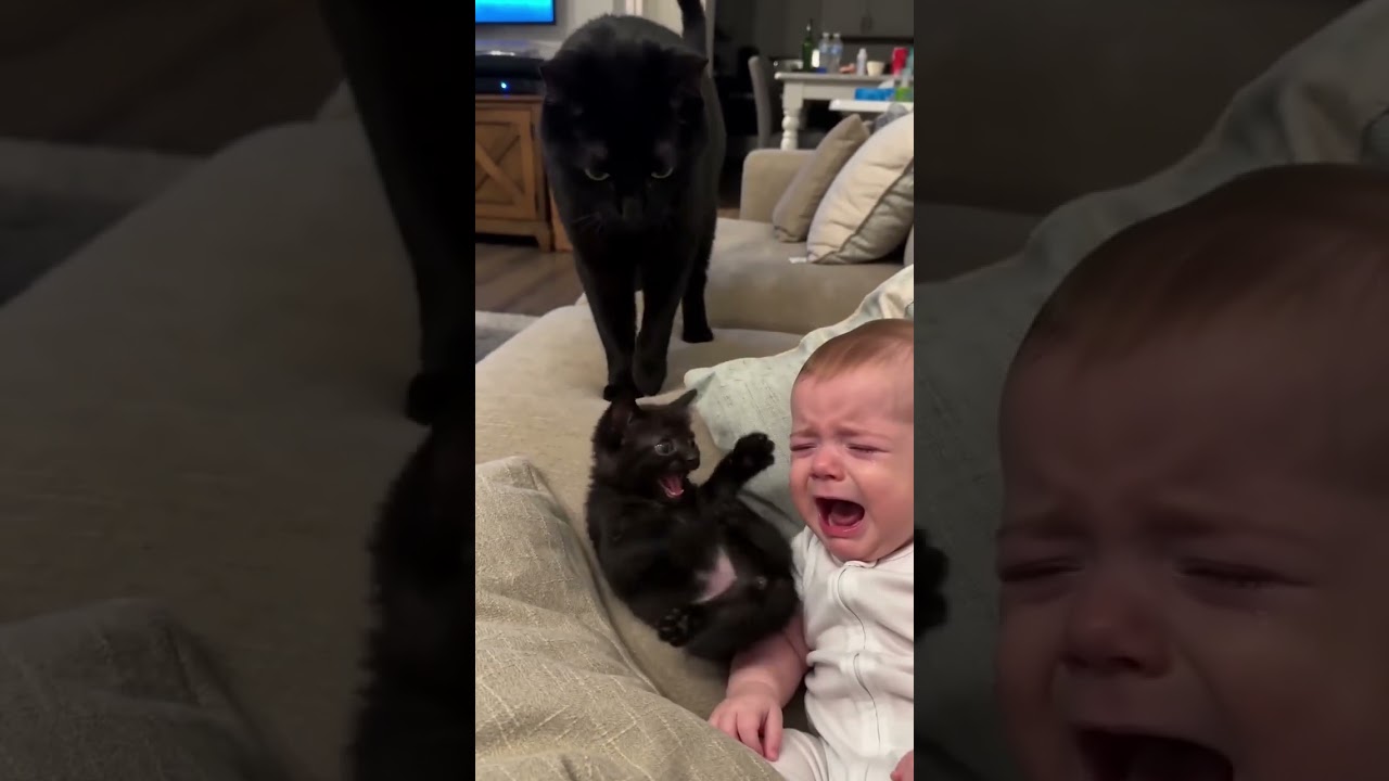 kitten#funny#foryou#pests#loveyoufunny##کیدز#اكسبلور#توام#خلیل#ترند#ولهان#baby#اكلتك