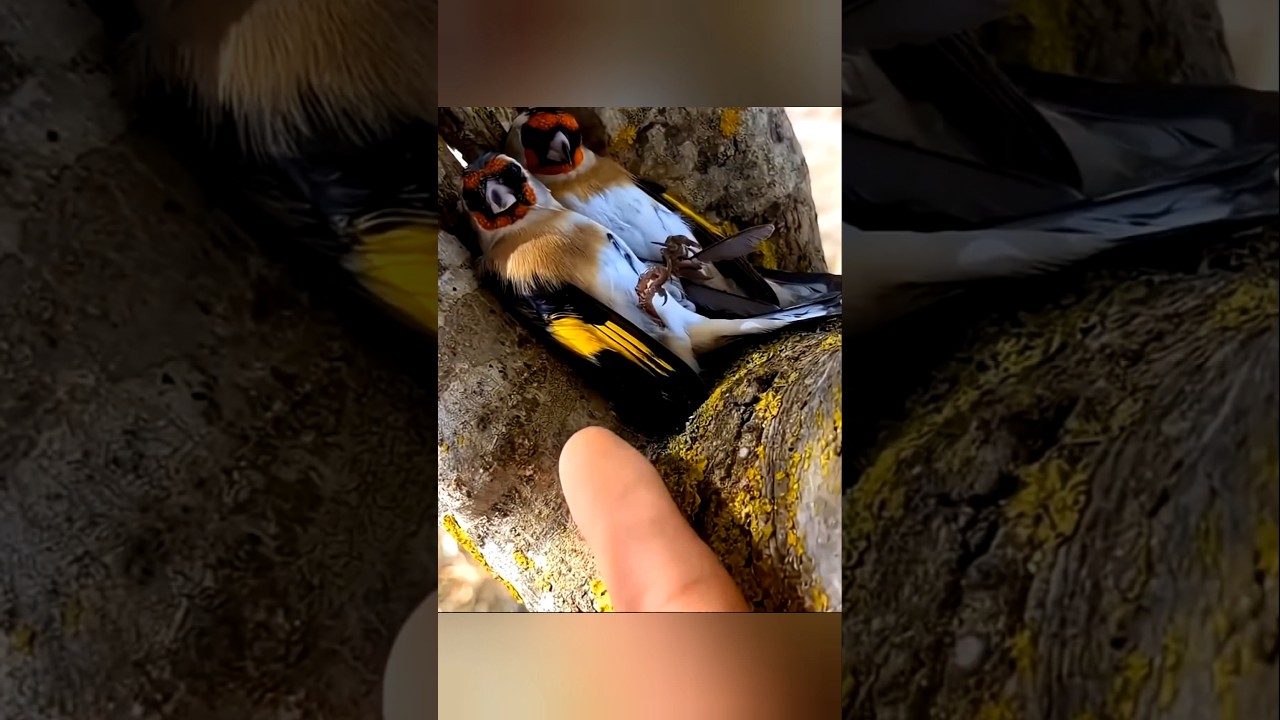 சூரியகாந்தி பூவுக்குள் சிக்கிய குட்டித் தூக்கம்! | Sleepy Birds in Sunflower Facts