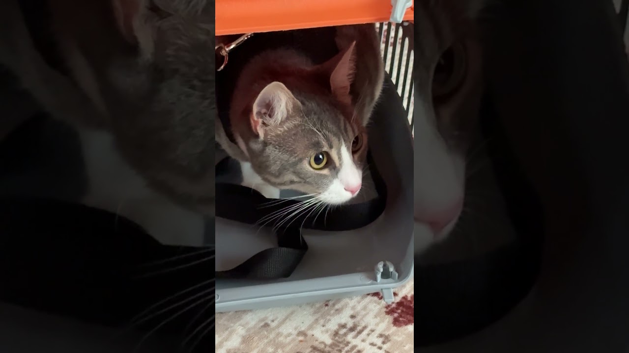 قطوس وبصلة 😂#mrkingo #قطوس