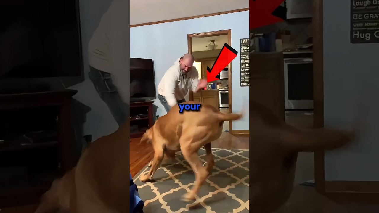 Don't leave your dog alone with Dad 😂😲 #shorts #dog