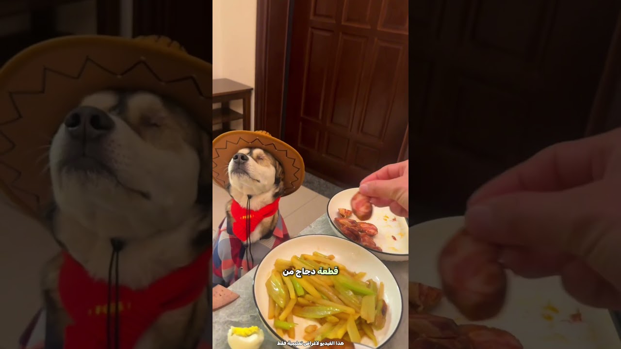 الطريقة الذكية للمالك لإطعام كلبه 😮