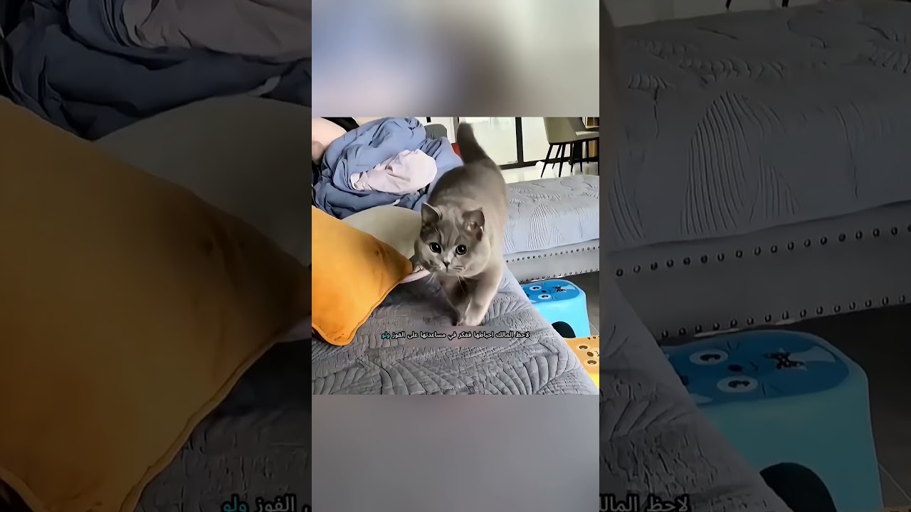 😺👑 قطة صغيرة تحلم بأن تصبح ملكة الغابة… لكنها تصبح بطلة منزلها 🏡🔥