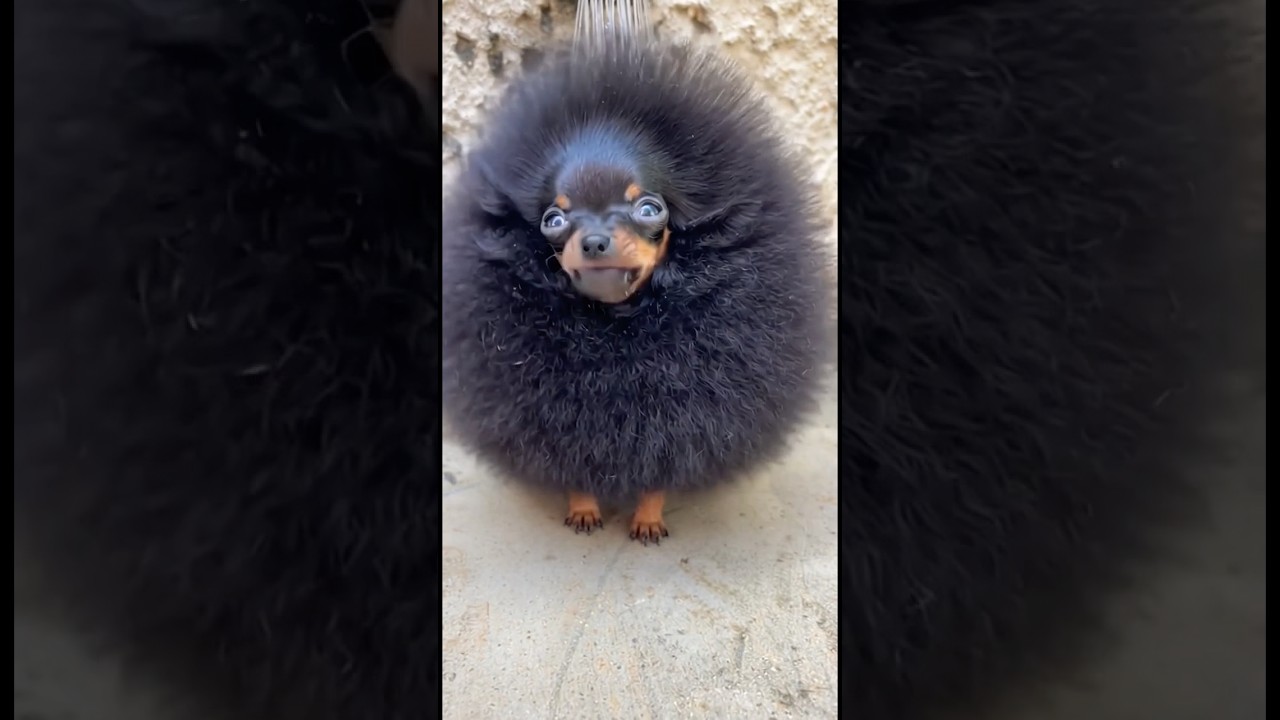 Dei o primeiro banho no menor PINSCHER do mundo! 😱🛁