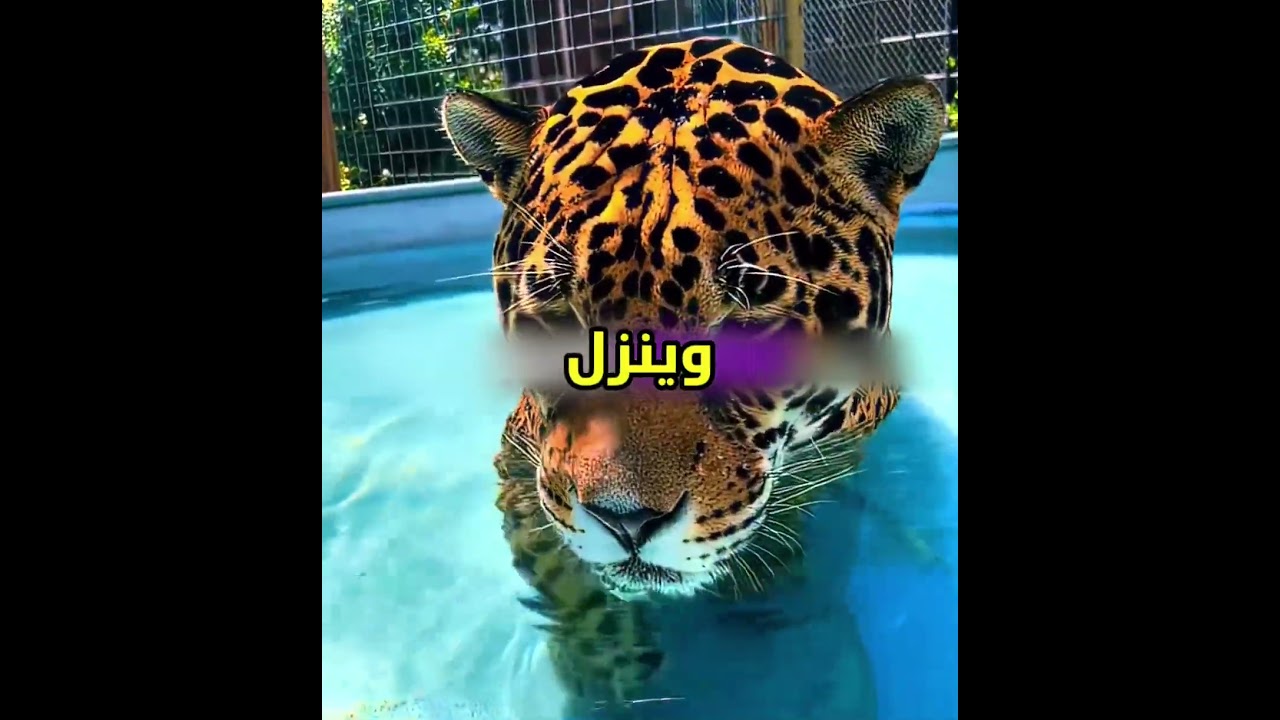 هذا البس الكبير كان مريض مرة 😢💔 #shortvideo