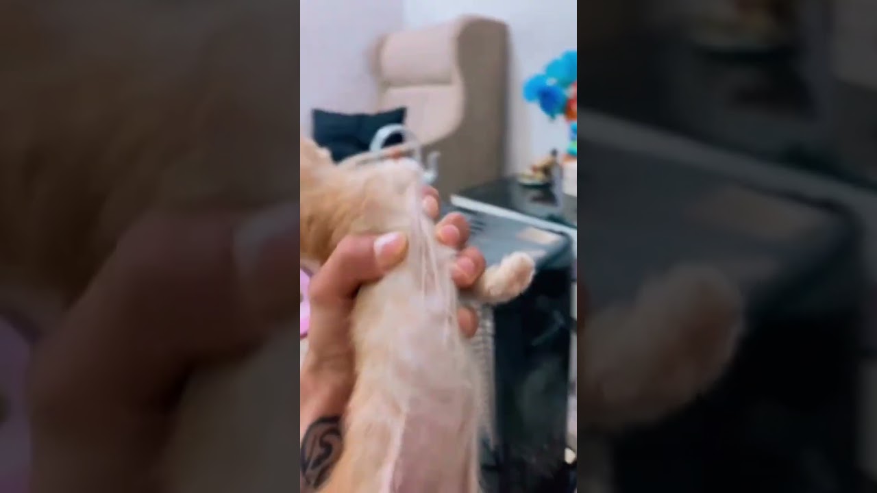 بس اتمرض هذا العلاج مالتي#حويدر #ابوسوكه #حيوانات اليفه# #ضحك #cat #قطط ♥️