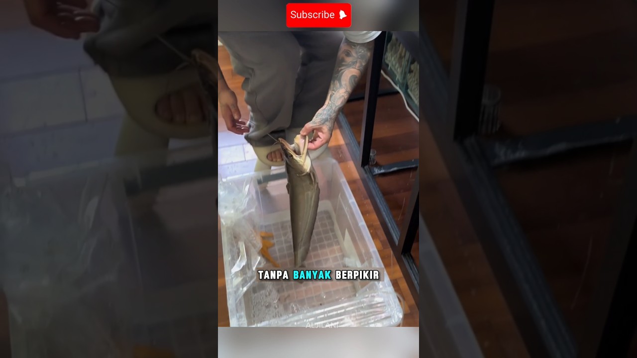 PRIA INI BARU SAJA MEMBELI IKAN TAPAH BUAT DIMASUKAN KEDALAM AKUARIUM😱#shorts #ikan #tapah #akuarium