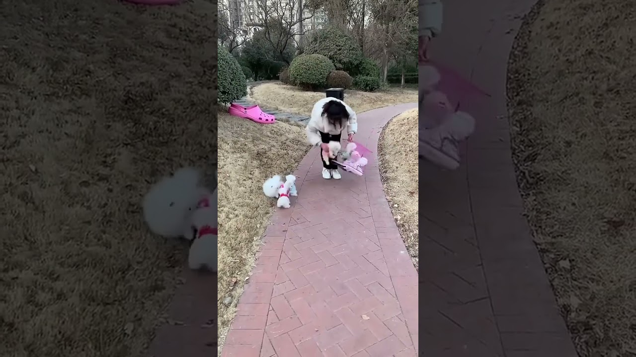 #Teacup Dog #Pomeranian #Pomeranian Shunsuke