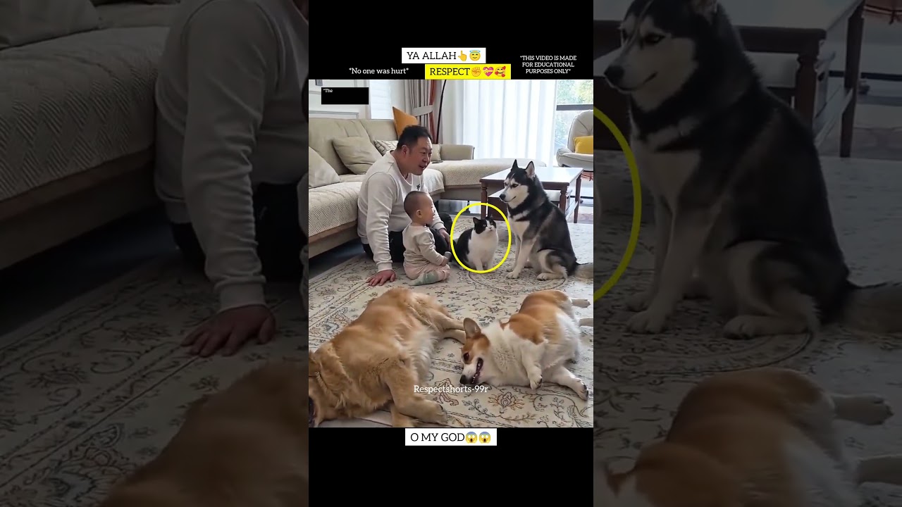 MashAllah 👆🏻😇 respect 😍 #allah #shorts #status #respect