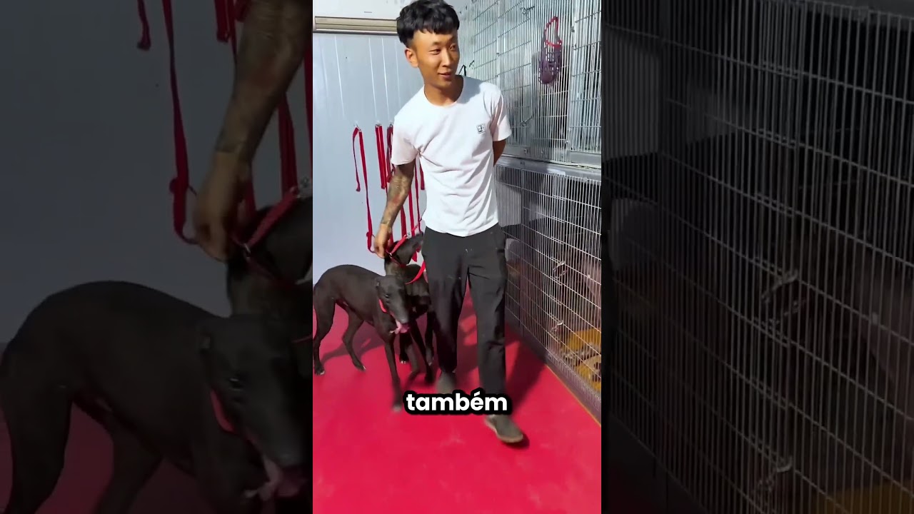 Este menino salvou os cachorrinhos de uma tempestade 😱⛈️