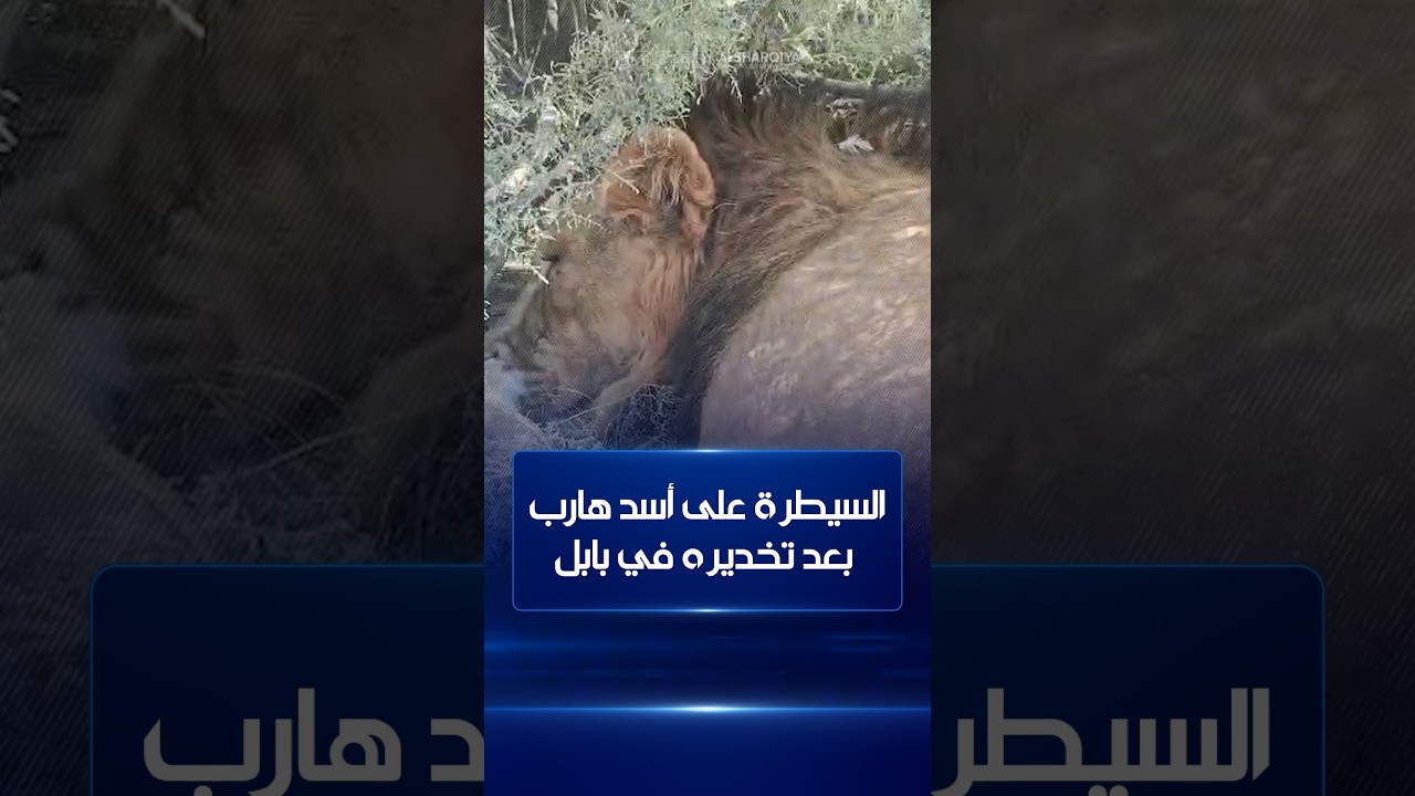 السيطرة على أسد هارب بعد تخديره في محافظة بابل
