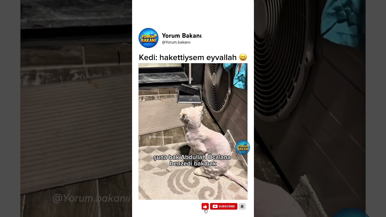 Kedi: hakettiysem eyvallah 😄