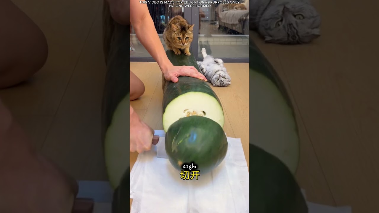 🚂 قطار مذهل مصنوع من الخيار! 😍🥒