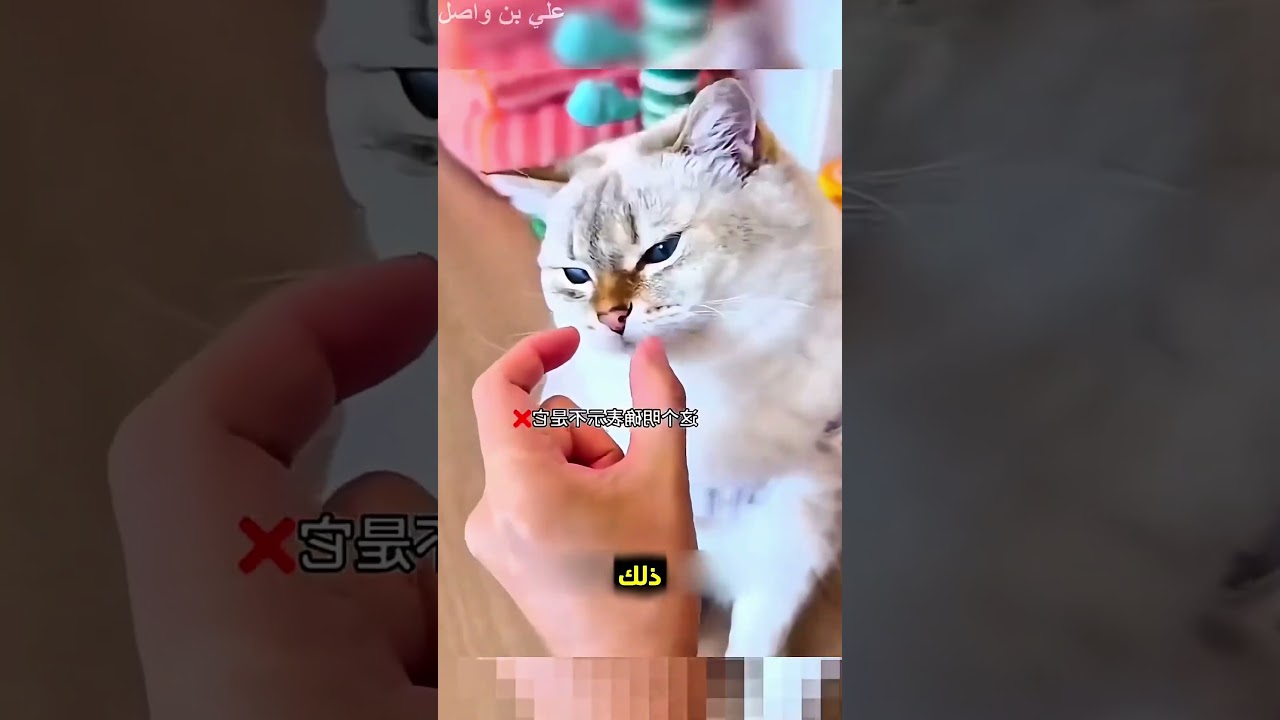 يريد يضحك مع قطته المميزة بطريقة...!#shorts #shortvideo #shortsfeed #اسلاميات