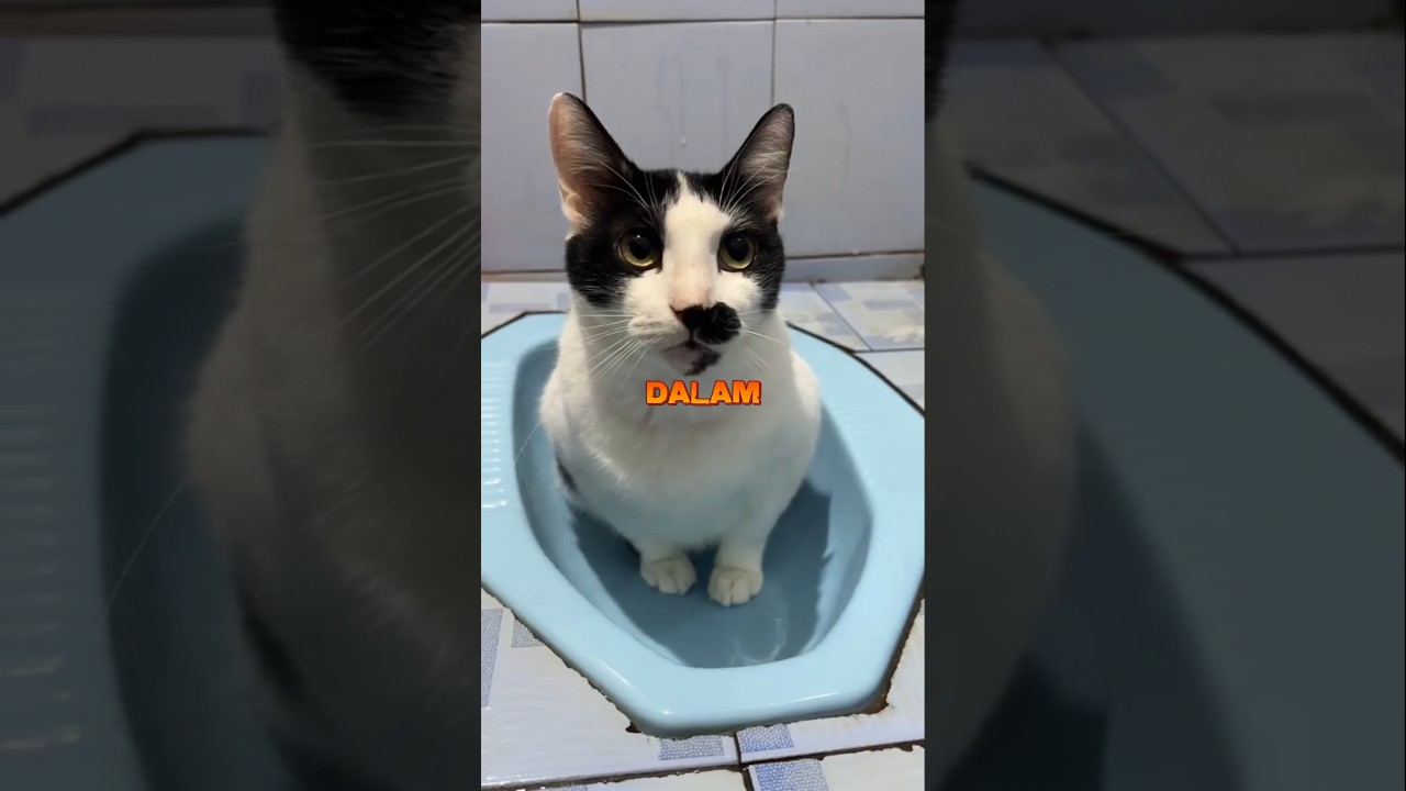 Di Kirain Kucingnya Hilang, ternyata Di Dalam WC berak😂