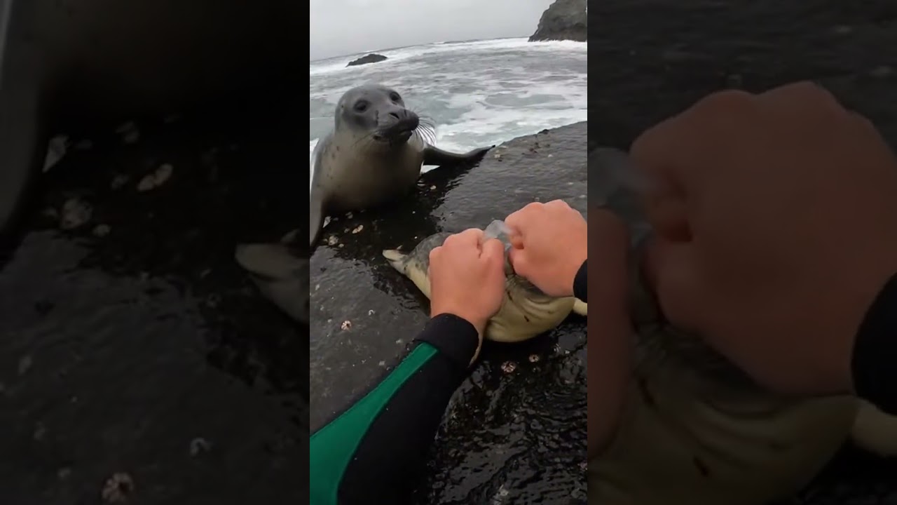 Hands Twisting a Plastic Loop on a Wet Rock Ledge - Published by Real Animal Heroes