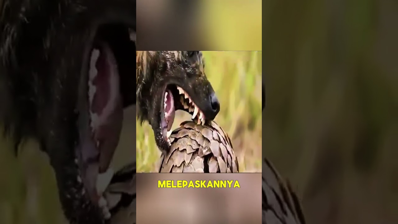 Diserang Anjing Liar, Trenggiling Ini Malah Mendapat Keselamatan! 😱🦔 #Shorts #SatwaLiar #FaktaHewan