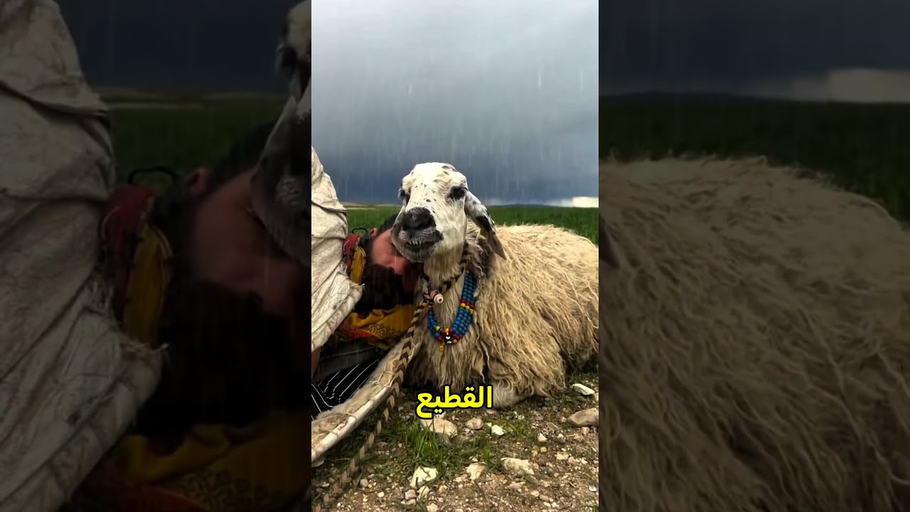 لماذا ينام الراعي ممسكًا بهذا الخروف