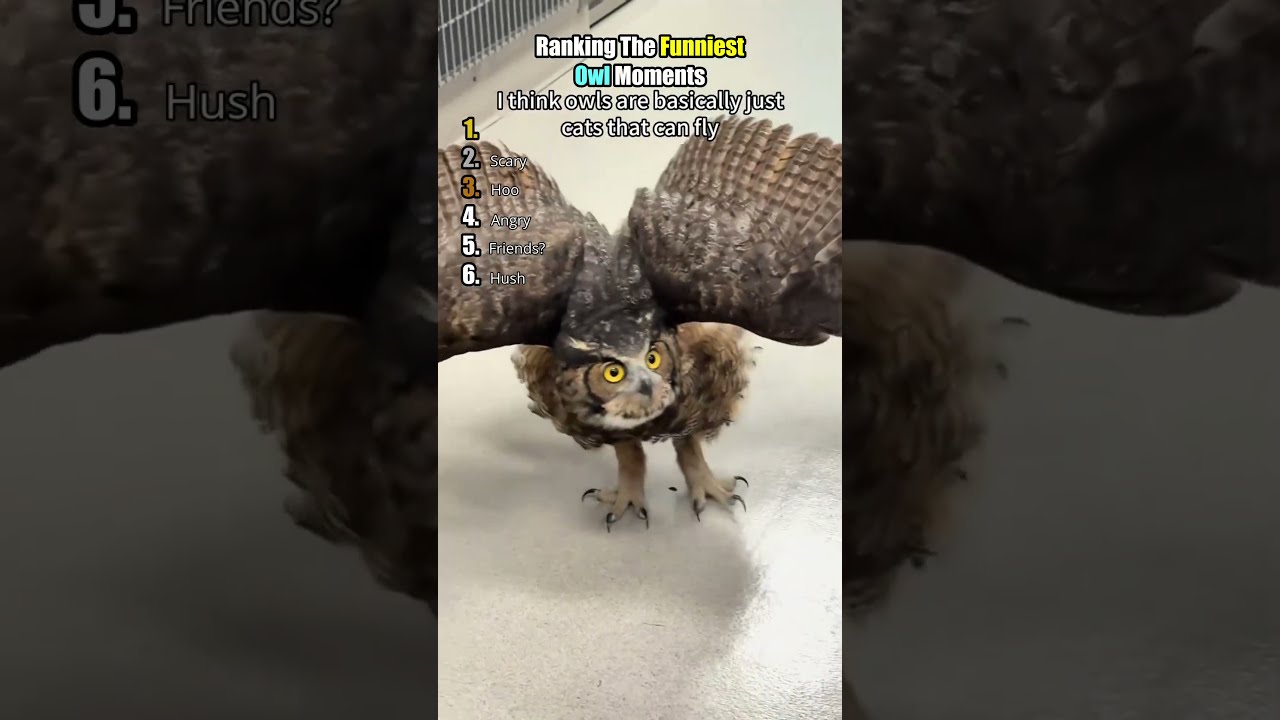 The Last One Had Me Crying 😂#owl #funny #funnyanimals #wildlife #animalvideos #cuteanimals #pets