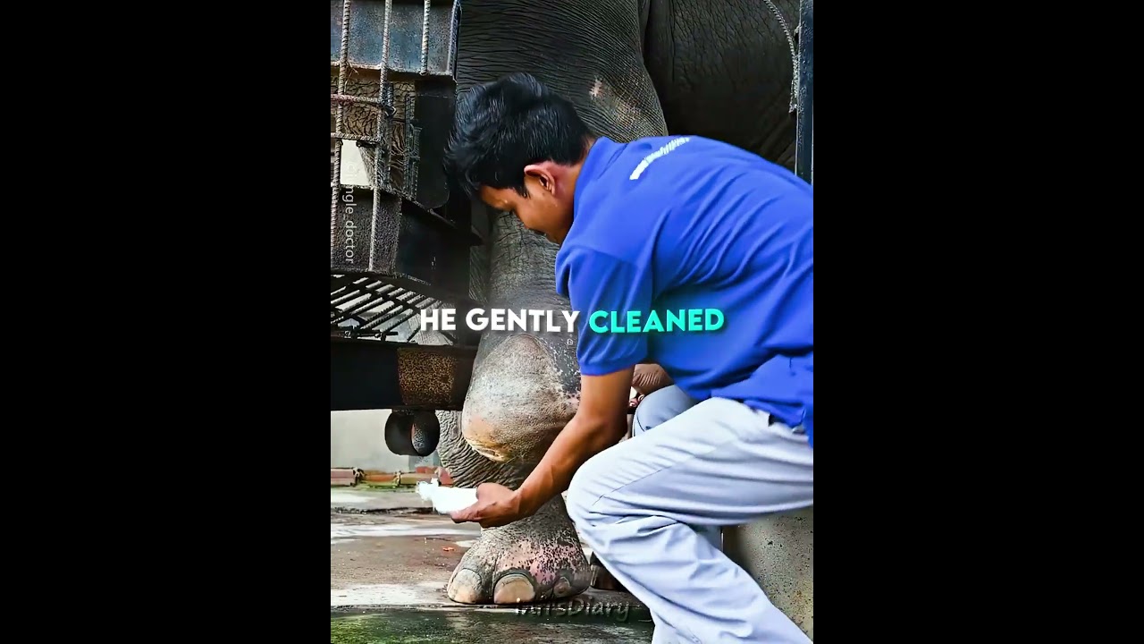 This Elephant Learned to Walk Again 🐘🦿 - Published by Infi's Diary