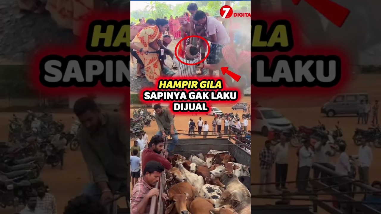 NYARIS GILA SAPINYA GAK LAKU