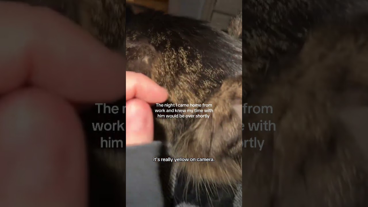 @dannimalll: I miss you pretty baby #cat  #catlover #kitty