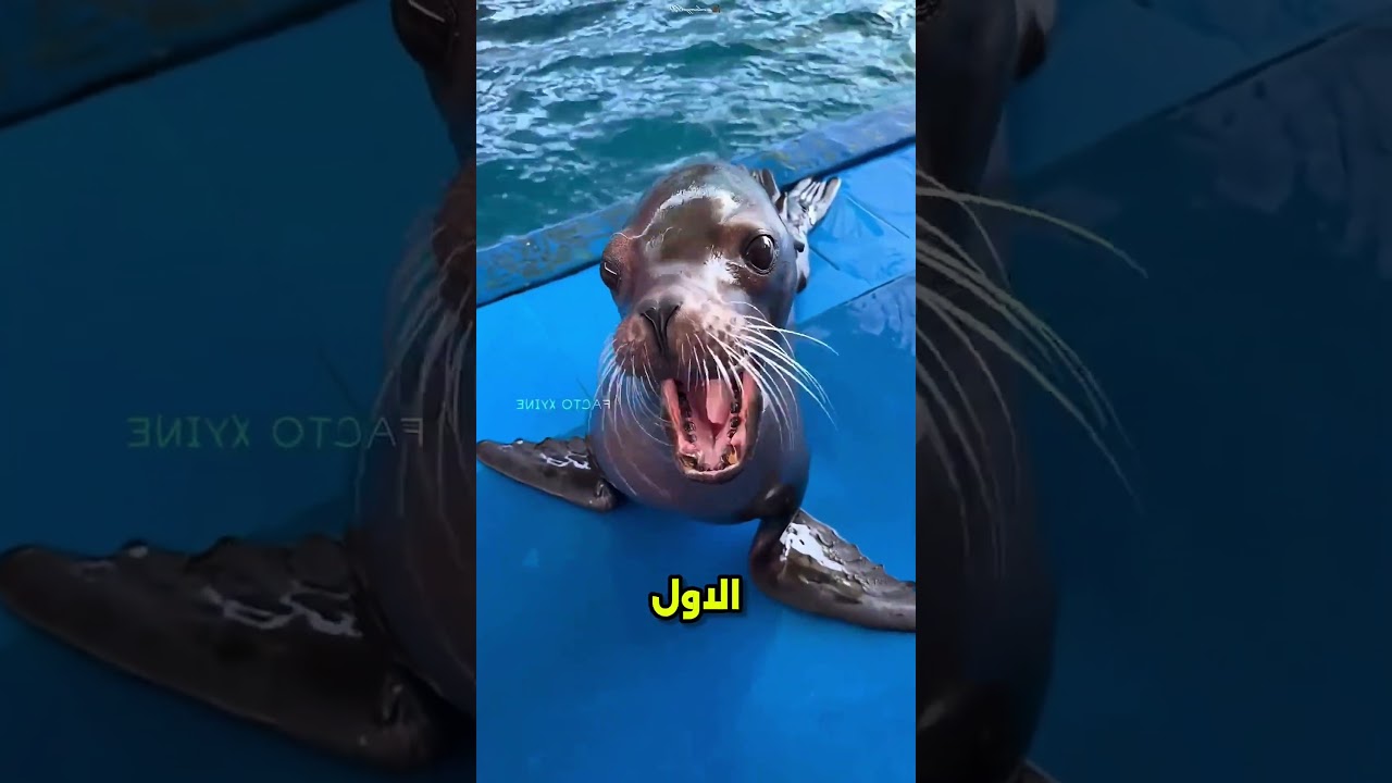 صاحبه خلاها يرقص عشان الاكل #viral