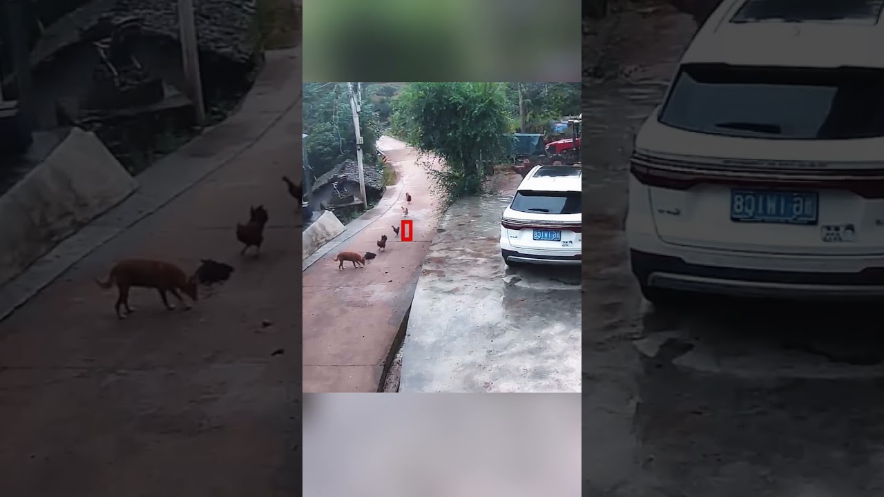 The footage is being monitored. #shortvideo #dog #dogshorts #animals