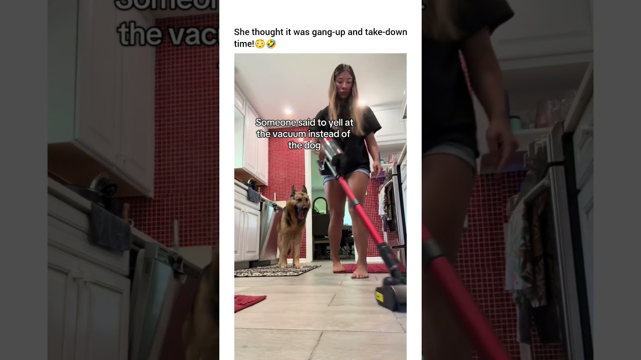 The dog’s like “oh ok you can defend yourself. I’m so proud of you #dog #dogshorts #dogvideos #funny