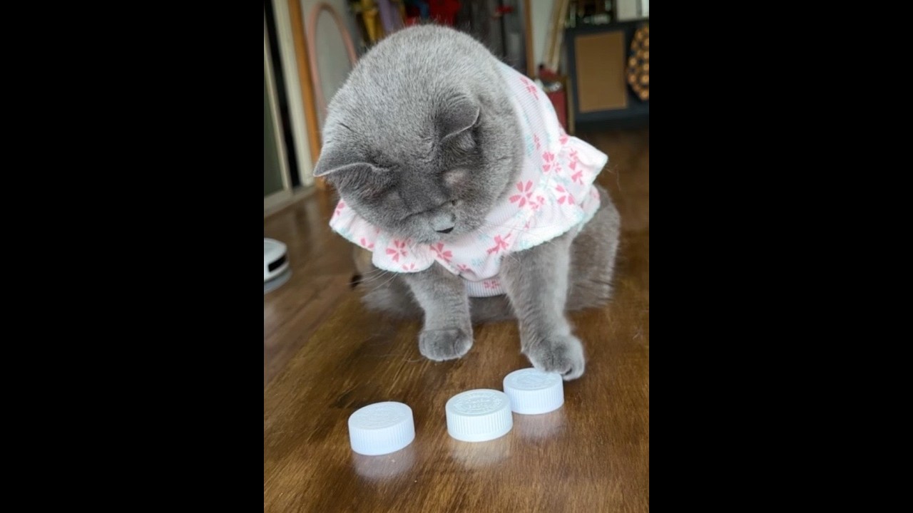 咪为了吃的什么都能学会 #逗猫游戏 #猫咪的专属游戏 #养猫不玩等于白养 #猫咪的迷惑行为 #萌宠出道计划