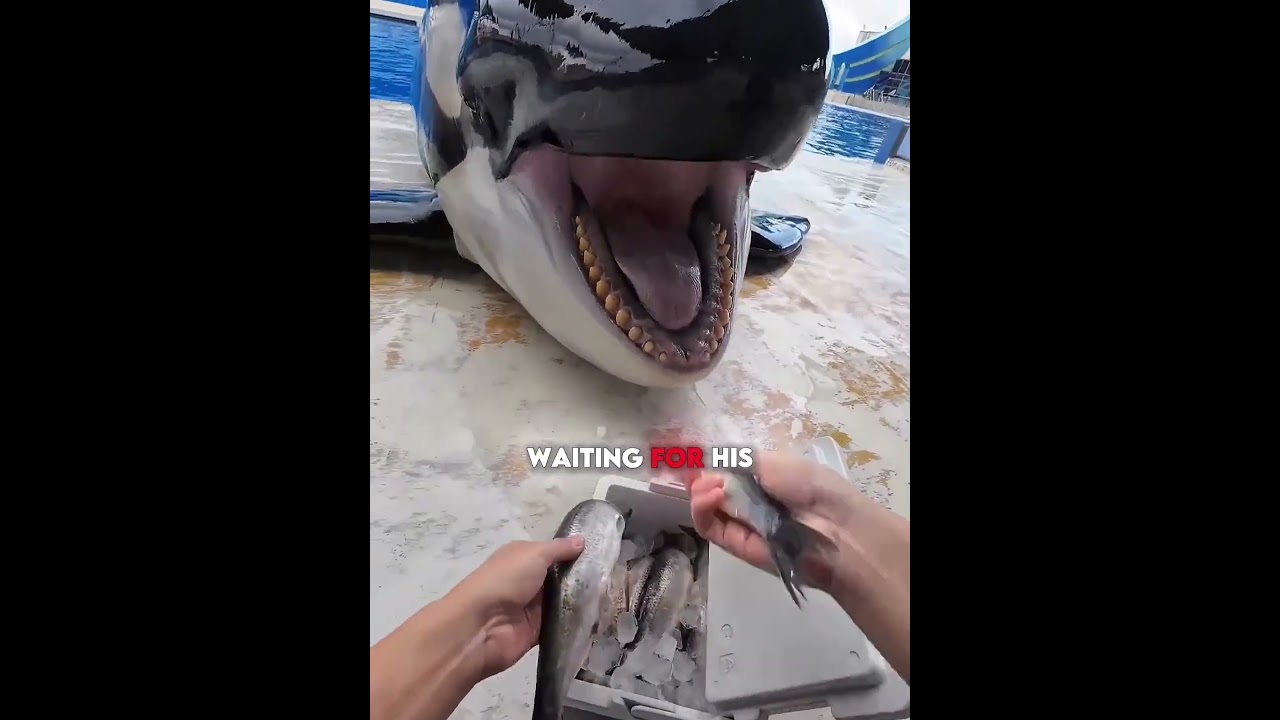 This Adorable Dolphin Moment Will Make You Smile 🥺🐬😊