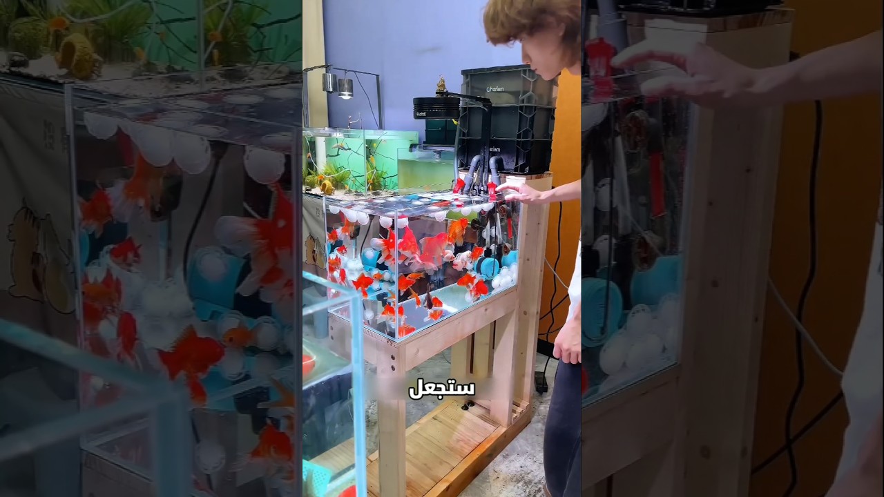 قطعة قطن جعلت السمك جديدًا!