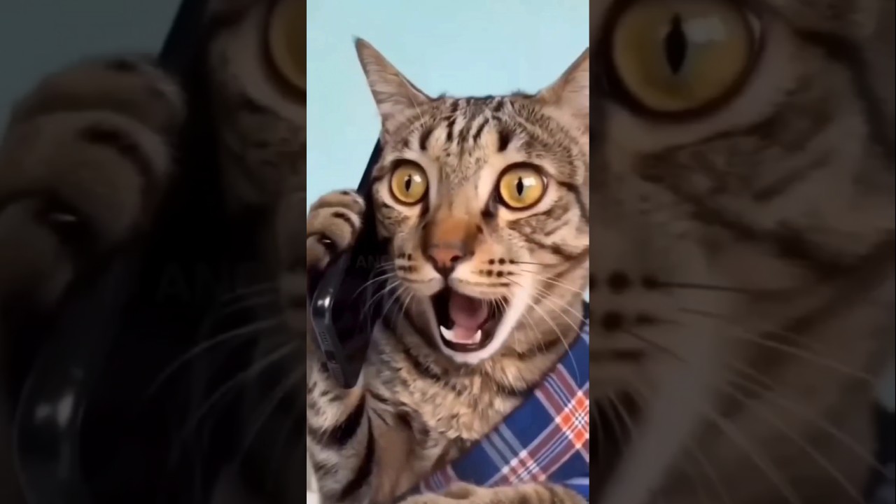 Cat super se uper 🙀#cat #comedy #funny #shorts #shortsfeed #fyp