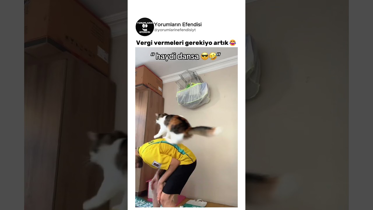Kedi bu anı bekliyormuş😂 @wolfcub.3437