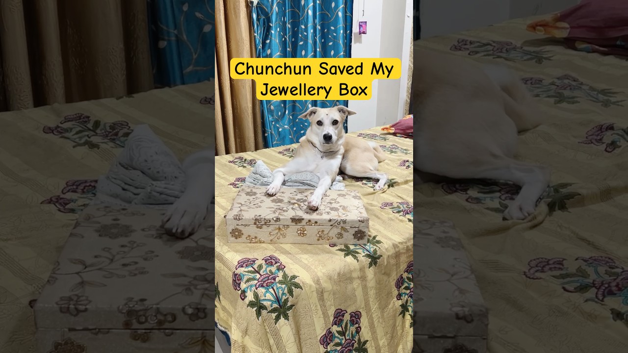 Chunchun Saved My 💎 Box #dog #animals #viral #shorts #comedy #funny #shortsfeed #shortvideo #love