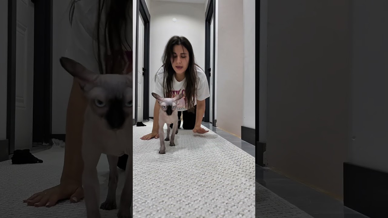 Kedimin bana yaptıkları🤯