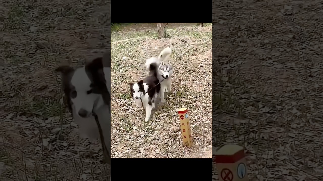 أذكى كلب بتشوفه اليوم 🤯 #shortvideo