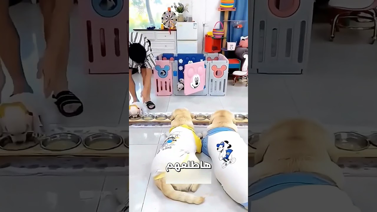 🐶 وفاء الأب! شاهد الكلب الذي رفض الطعام حتى يطمئن على صغاره في مشهد مؤثر | قصص روعة #شورت