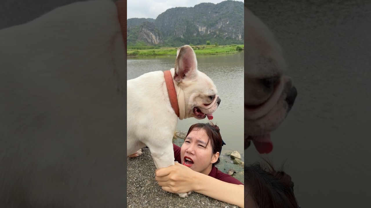 Brave Dog Rescues Girl from Dangerous River 💔🐶 #dog #lovedog #pets