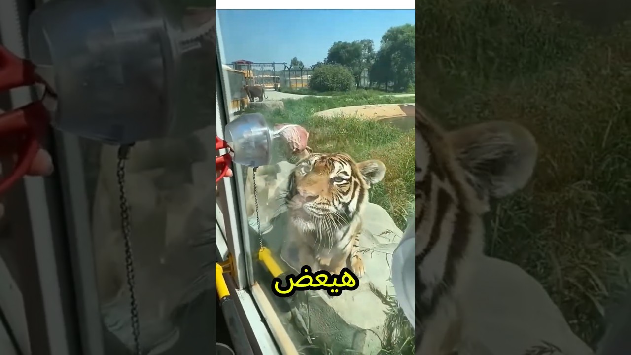 النمر جاي وهيعضك اهربي بسرعة يماما😨🏃‍♀️💥