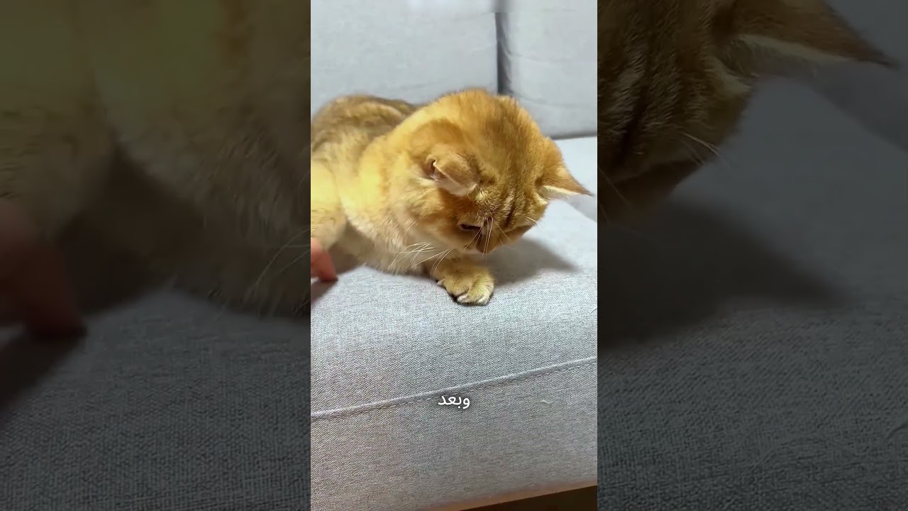 #«القطط دي بقت تشرب مية بجنون… عشان تصطاد السمكة! 😳🐟»#funny #shorts #reels