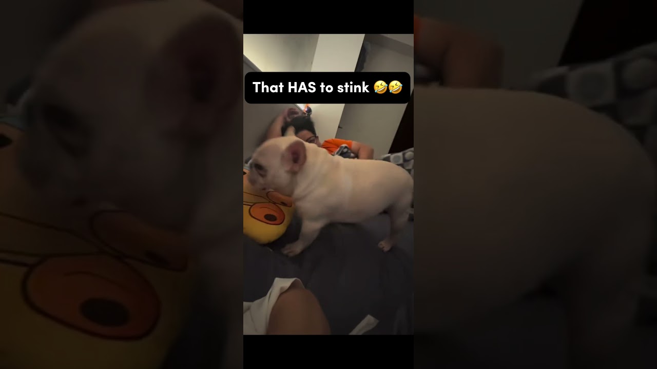 He’s so chubby omg 😭 #shortsfeed